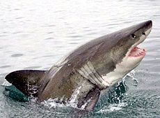 Carcharodon carcharias_07.jpg